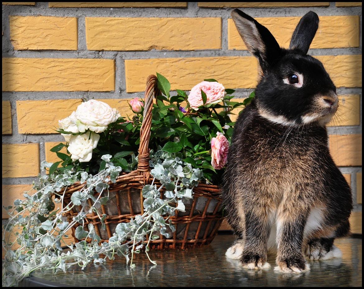 Kanin |Kaninbandens Playmate - Foto: Schmatz Photography billede 1