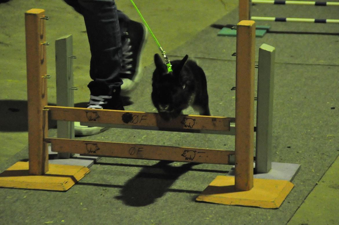 Kanin |Kaninbandens Playmate - Camilla og Play til Let Lige i Haderslev:)
Foto: Schmatz Photography billede 2