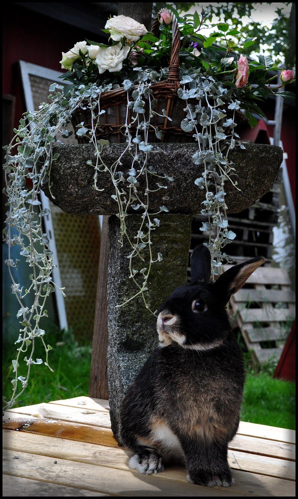 Kanin |Kaninbandens Playmate - Han er da fin! Foto: Schmatz Photography billede 3