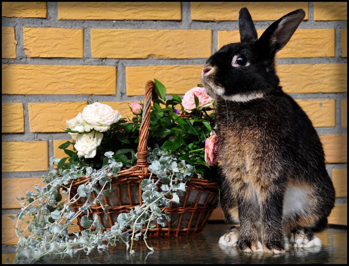 Kanin |Kaninbandens Playmate - Så lækker!:D<3 Foto: Schmatz Photography billede 5