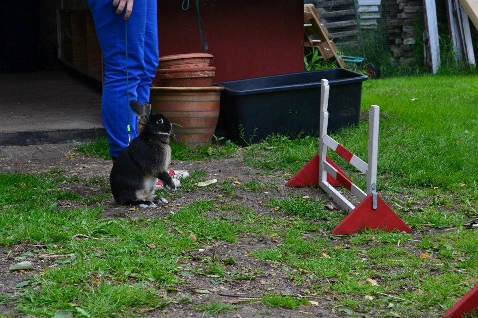 Kanin |Kaninbandens Playmate - Se vi kan også vente fint:)<3 Første gang jeg hopper med ham efter han kom hjem Foto: Camilla Jensen/ Budde Photography billede 6