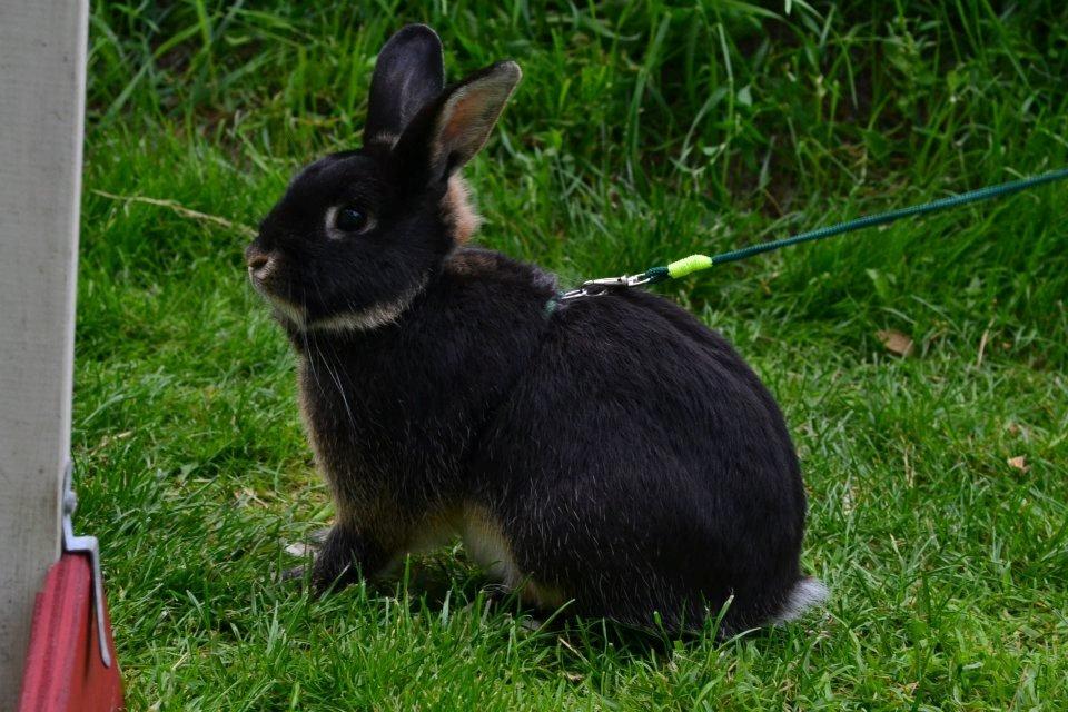 Kanin |Kaninbandens Playmate - Første gang jeg hopper med ham efter han kom hjem Foto: Camilla Jensen/ Budde Photography billede 7