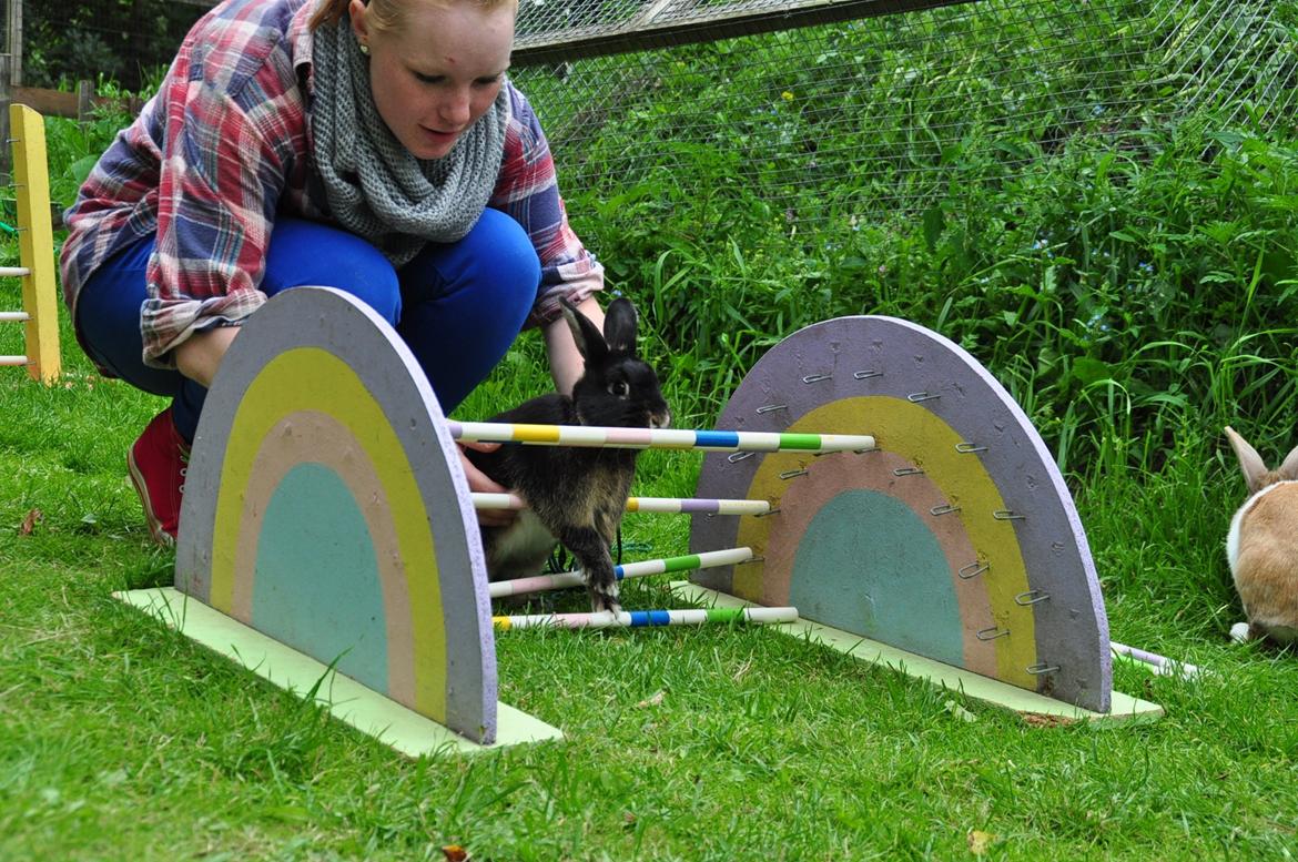 Kanin |Kaninbandens Playmate - Første gang jeg hopper med ham efter han kom hjem Foto: Camilla Jensen/ Budde Photography billede 8