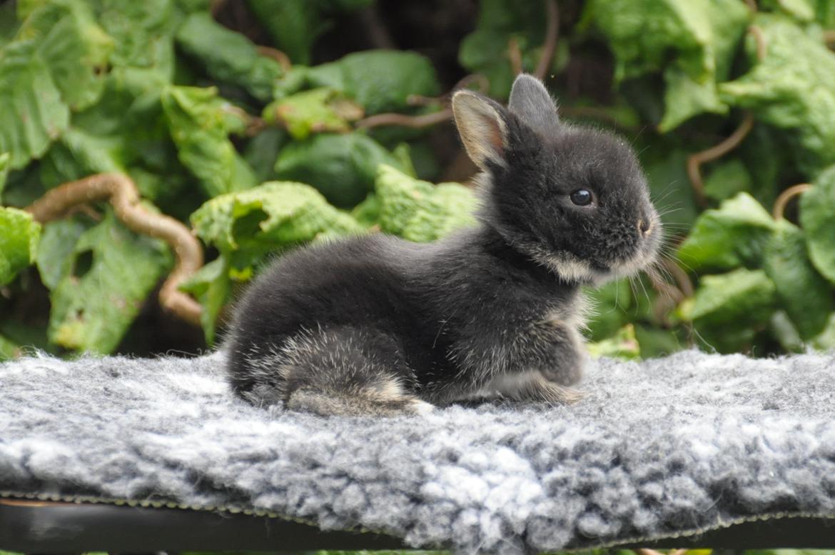 Kanin |Kaninbandens Playmate - Bette Play som baby!<3
Foto: Schmatz Photography billede 9