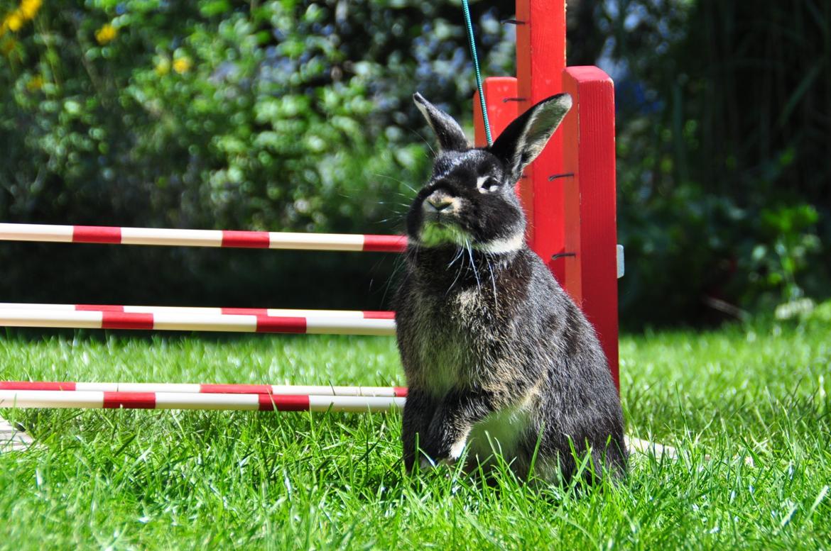 Kanin |Kaninbandens Playmate - Foto: Schmatz Photography billede 10