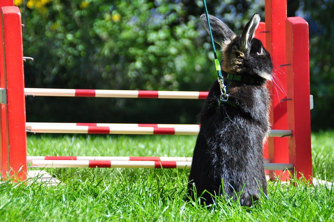 Kanin |Kaninbandens Playmate - Foto: Schmatz Photography billede 11