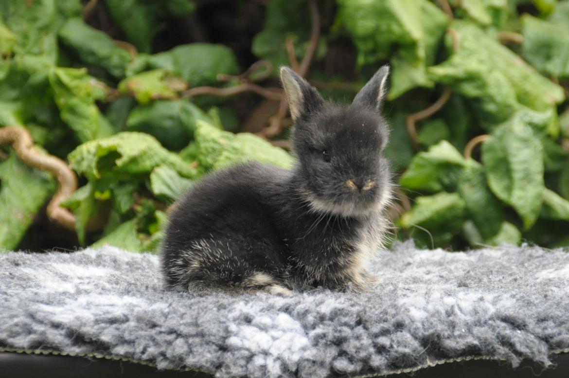 Kanin |Kaninbandens Playmate - Foto: Schmatz Photography billede 12