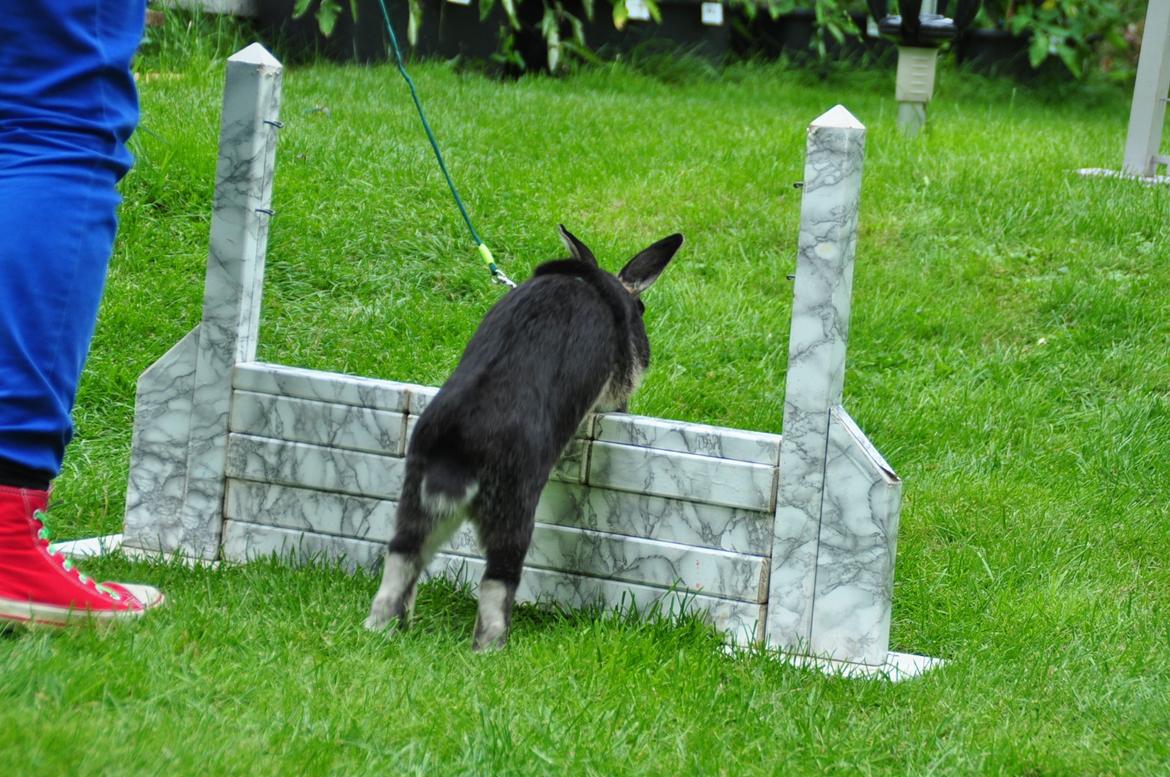 Kanin |Kaninbandens Playmate - Lækker nummi!<3
Første gang jeg hopper med ham efter han kom hjem Foto: Camilla Jensen/ Budde Photography billede 13