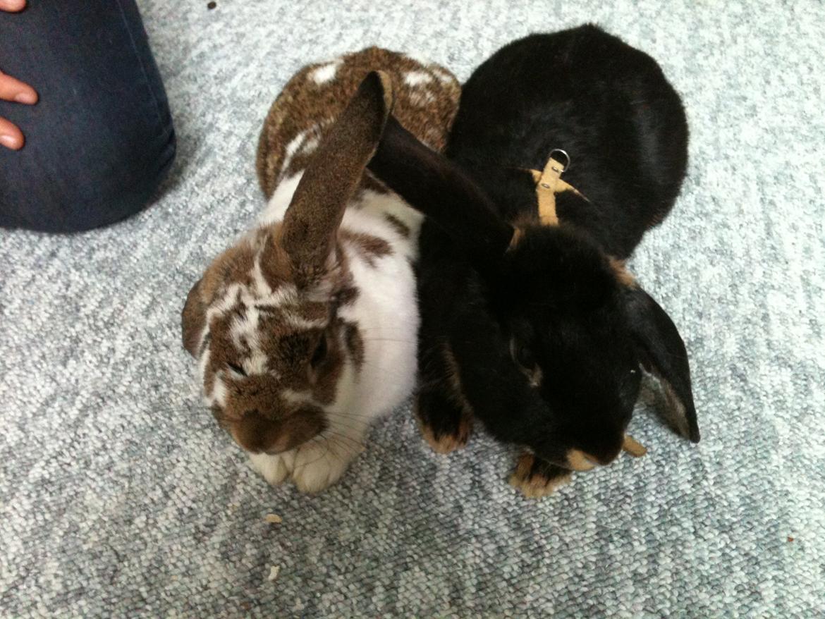 Kanin Kastaniegårds Kanina - Friends forever! billede 19