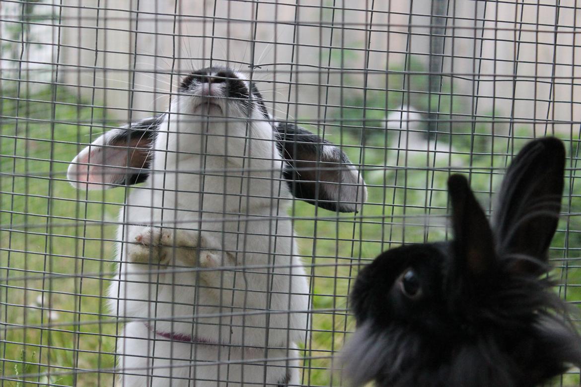 Kanin Alice billede 20