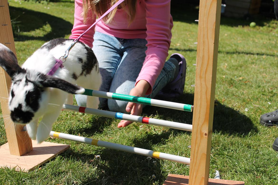 Kanin Alice billede 18