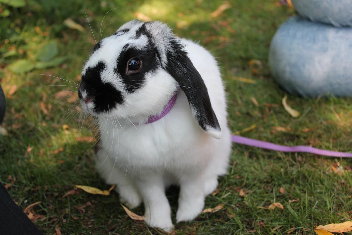 Kanin Alice billede 13