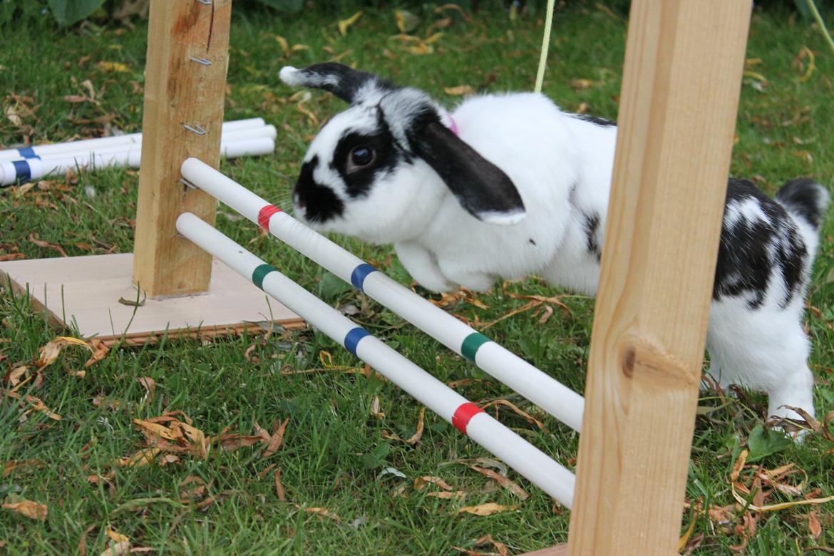 Kanin Alice billede 17