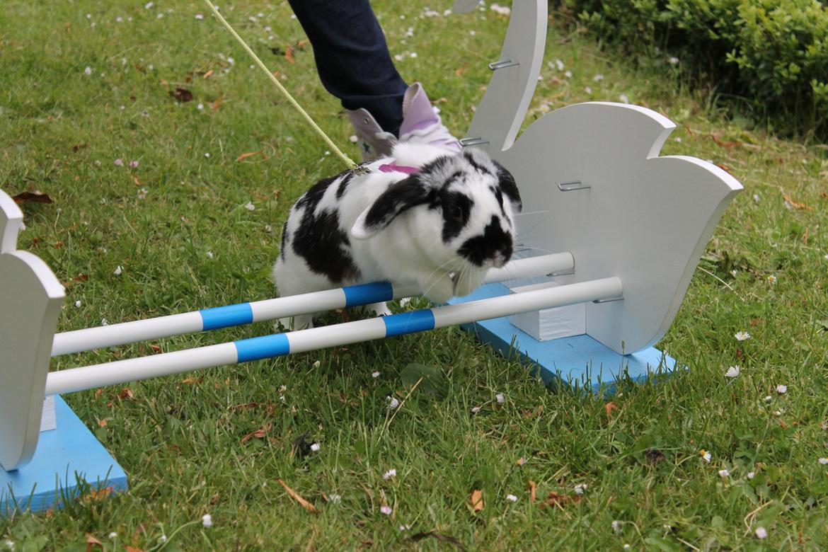 Kanin Alice billede 16