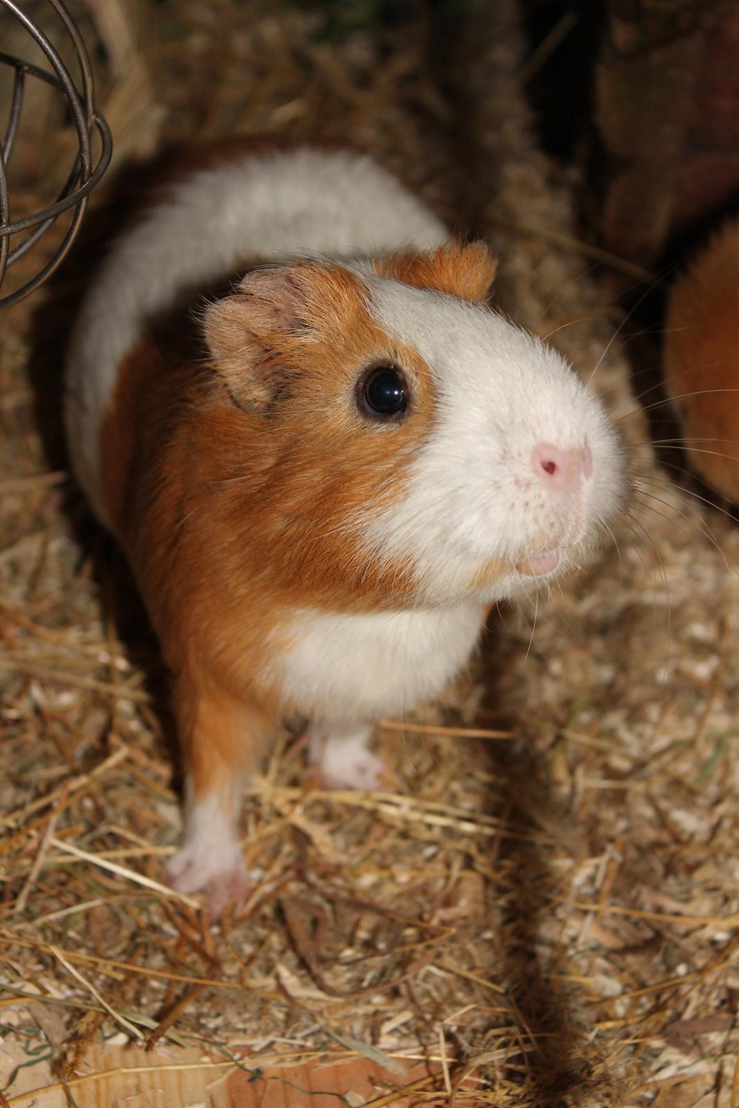 Marsvin Nelly billede 2