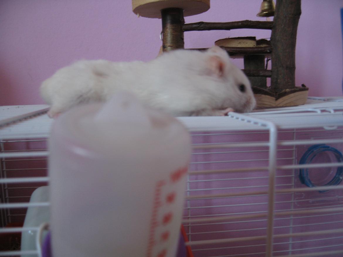 Hamster Nuser .R.I.P. billede 2