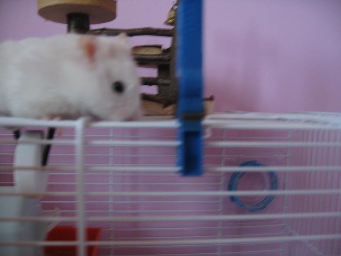 Hamster Nuser .R.I.P. billede 3
