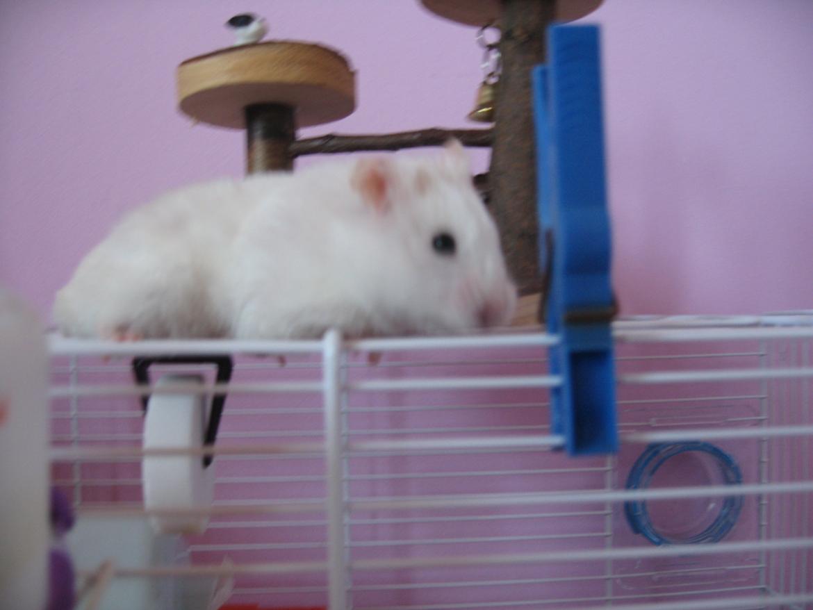 Hamster Nuser .R.I.P. billede 4