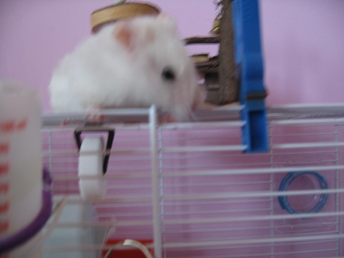 Hamster Nuser .R.I.P. billede 6
