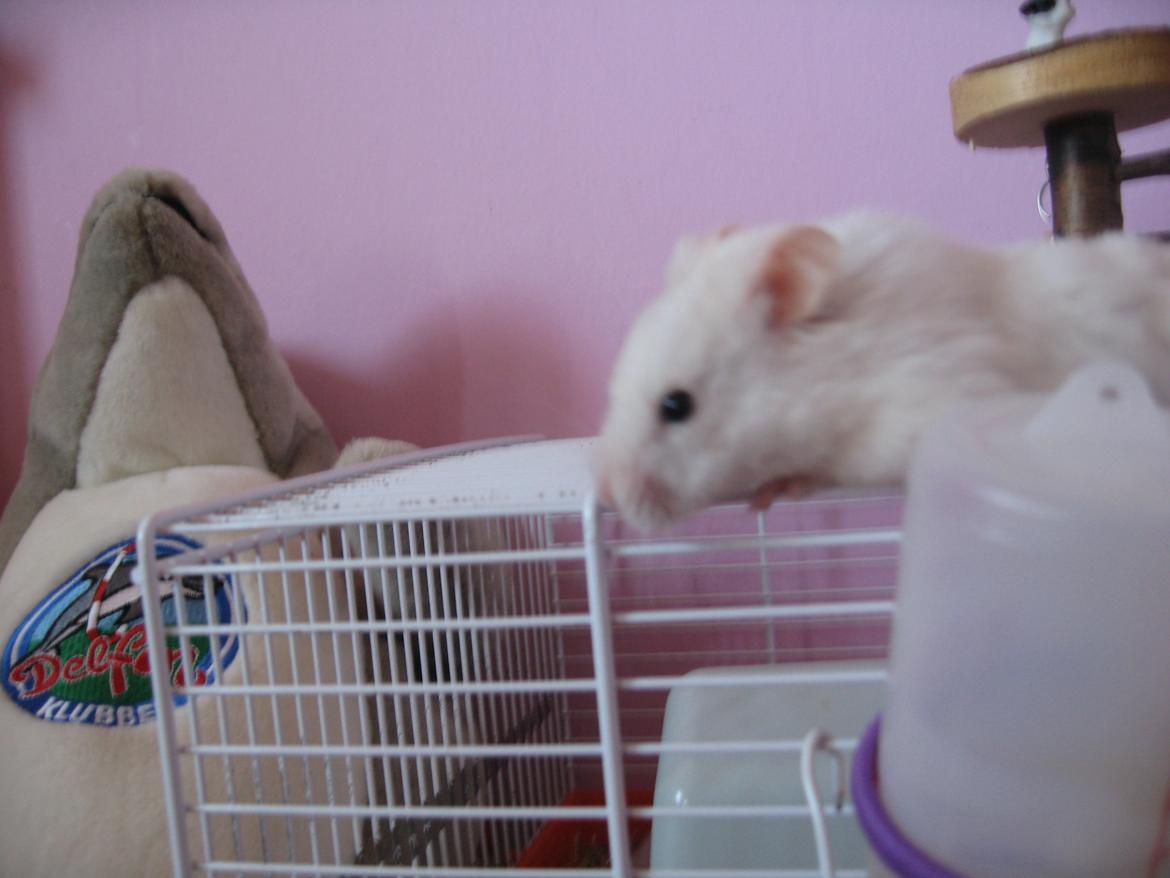Hamster Nuser .R.I.P. billede 8