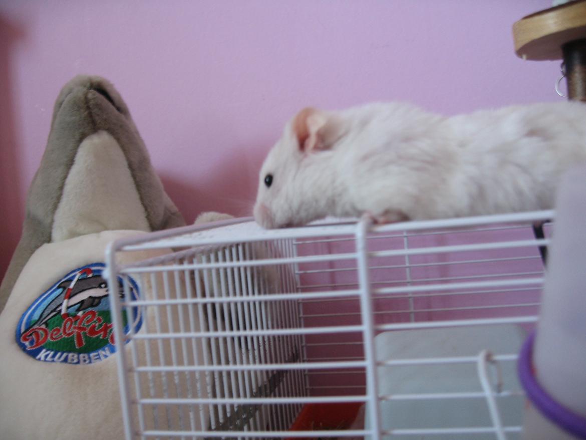 Hamster Nuser .R.I.P. billede 9