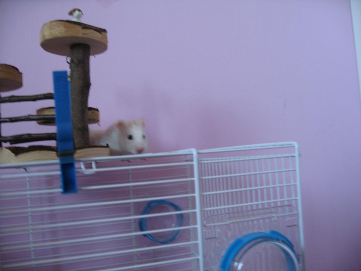 Hamster Nuser .R.I.P. billede 10