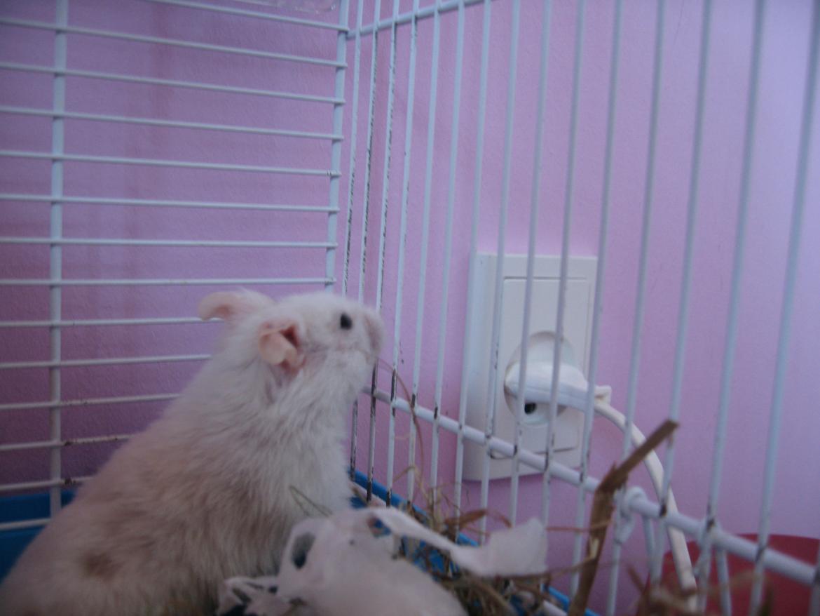 Hamster Nuser .R.I.P. billede 11