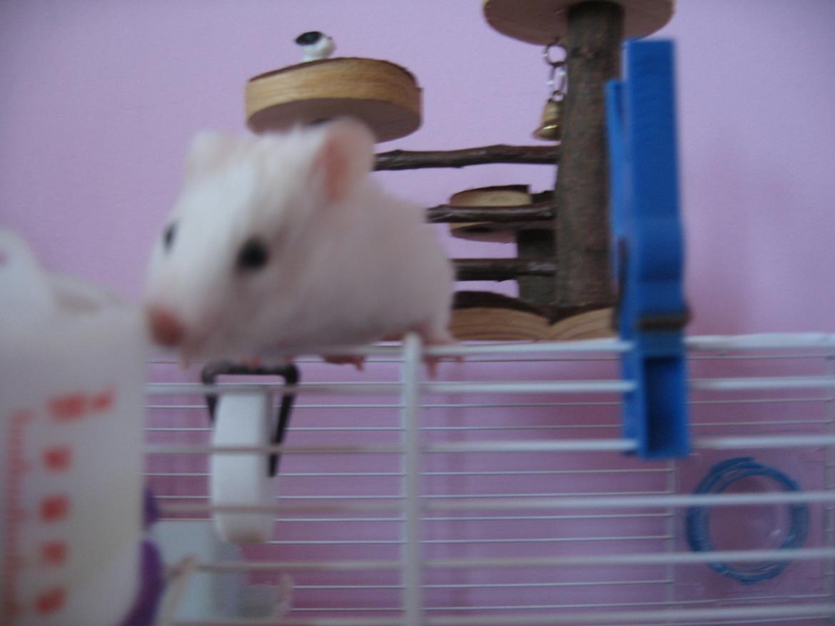 Hamster Nuser .R.I.P. billede 12