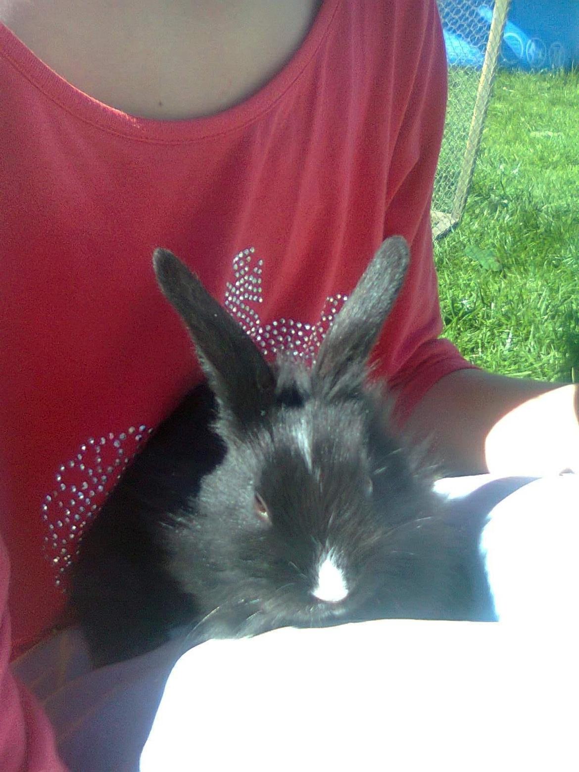 Kanin Isabella - Det her var første gang jeg sad med Isabella<3 billede 5