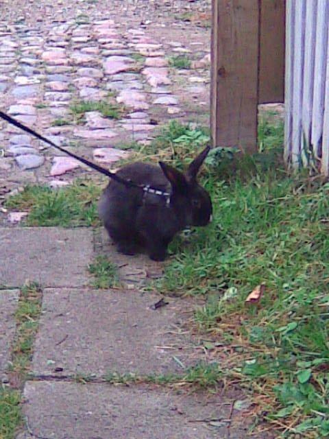 Kanin Isabella billede 6