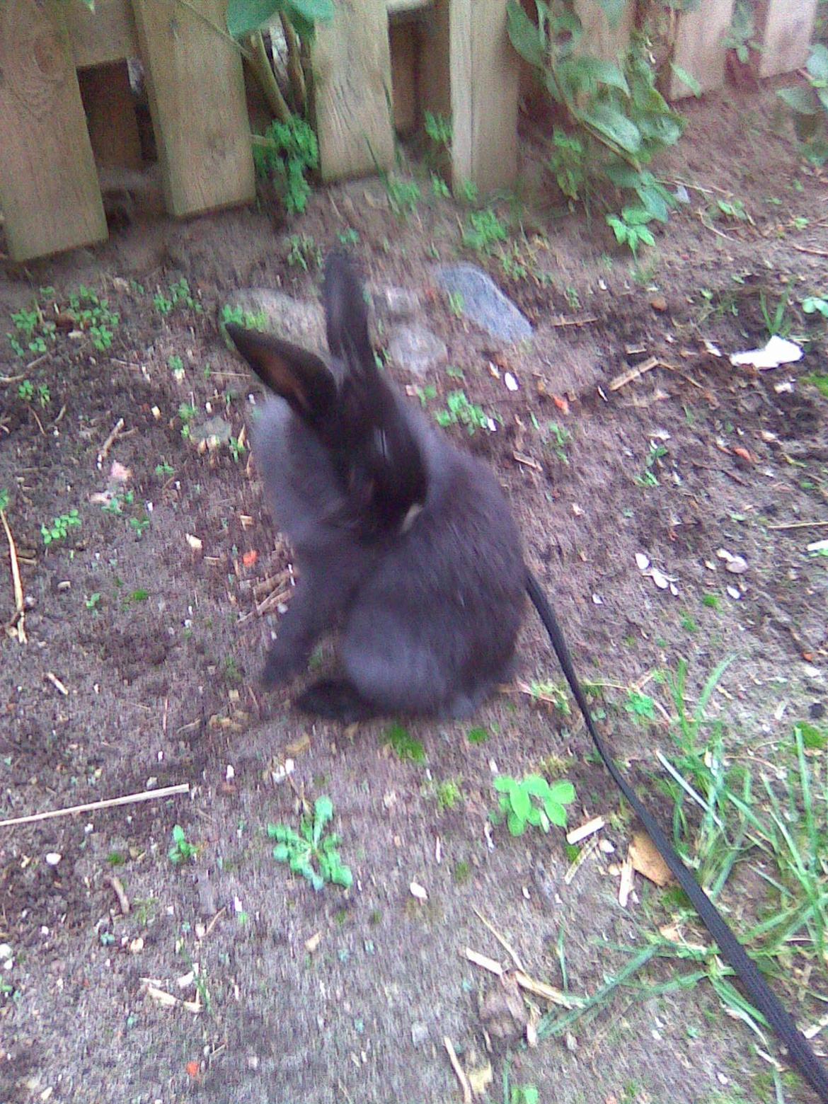 Kanin Isabella billede 7