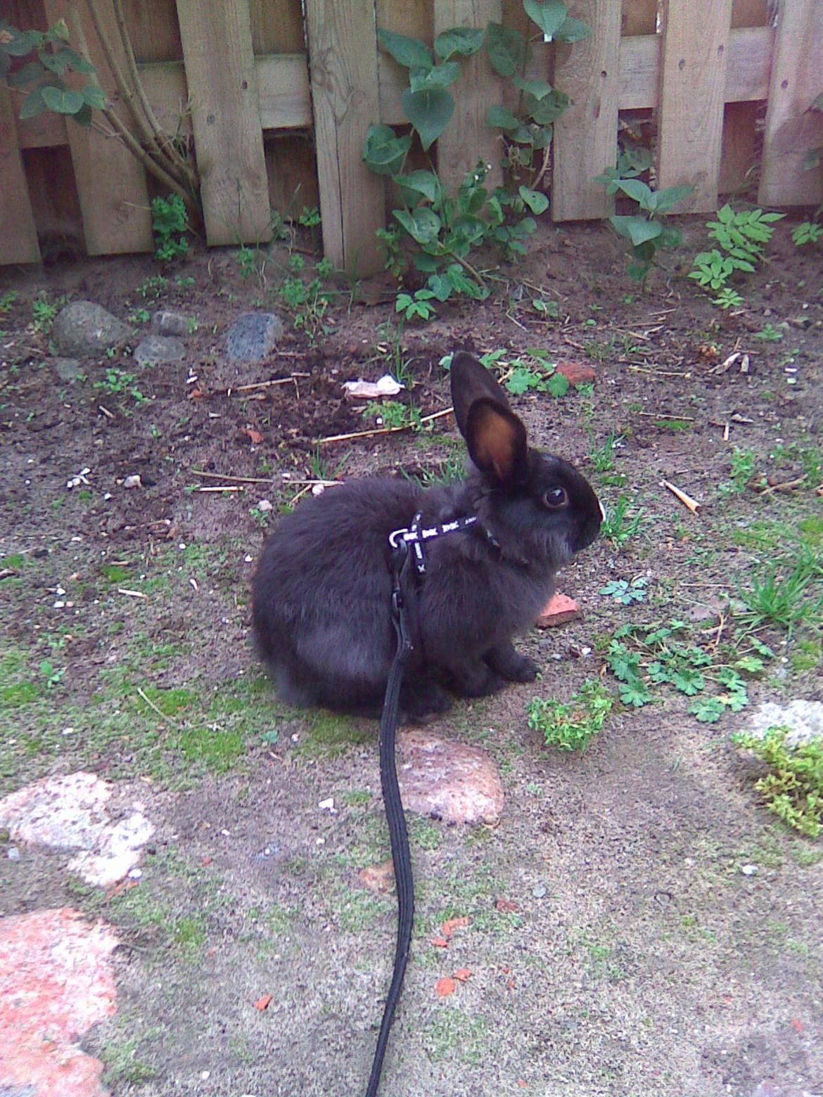 Kanin Isabella billede 8