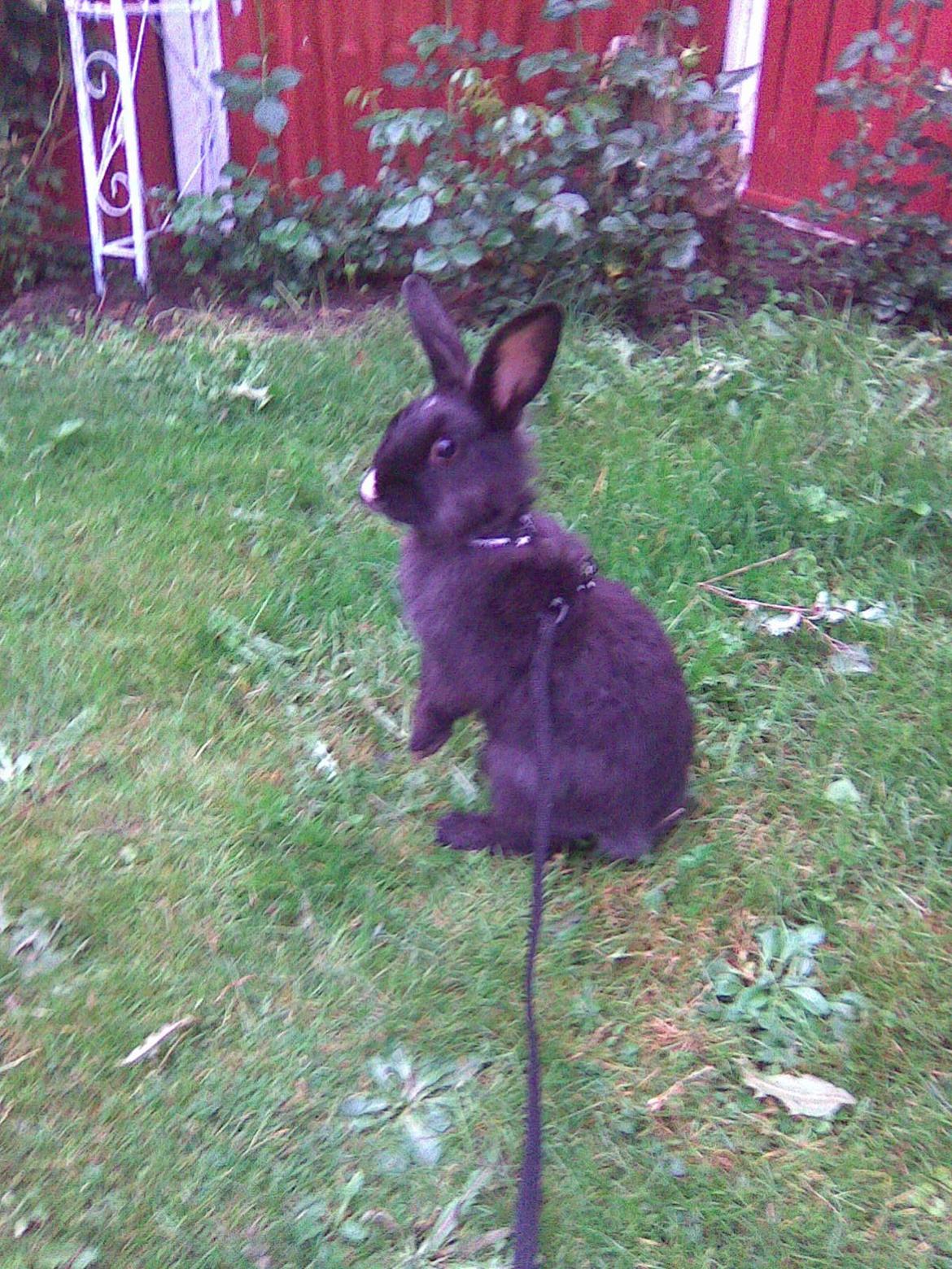 Kanin Isabella billede 9