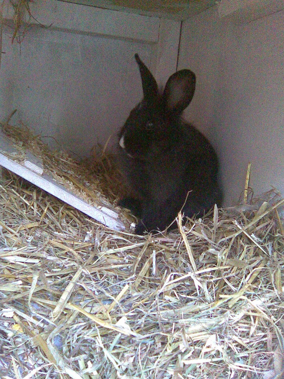 Kanin Isabella billede 4