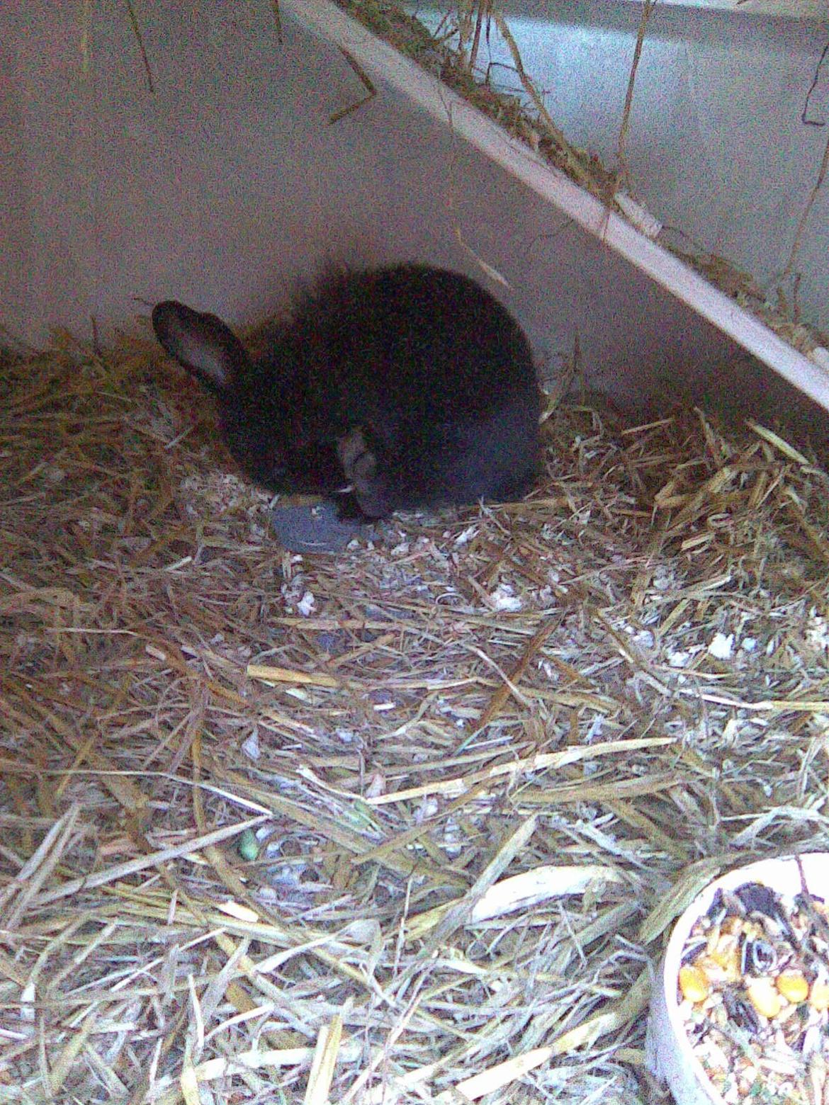 Kanin Isabella billede 3