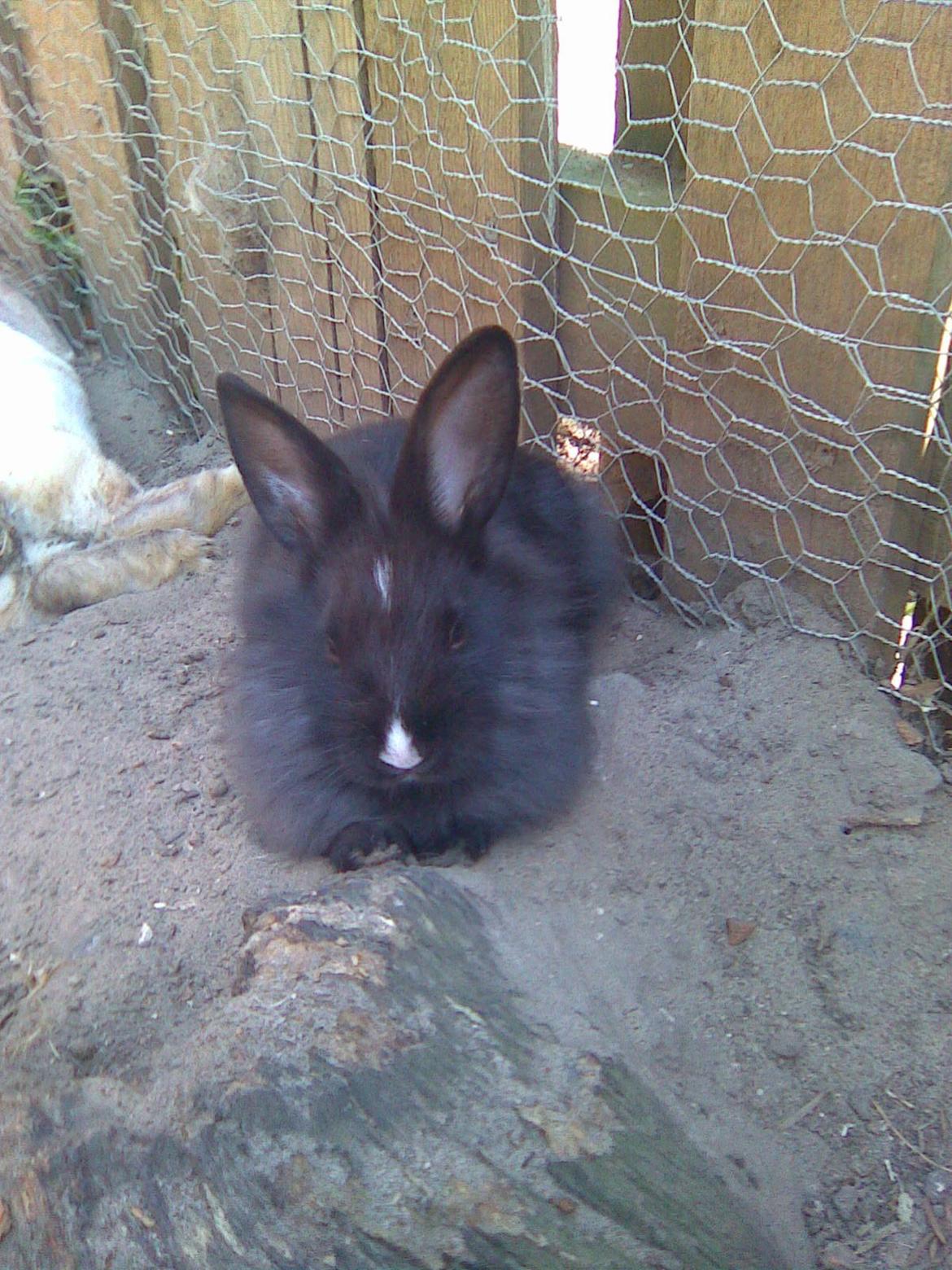 Kanin Isabella billede 11
