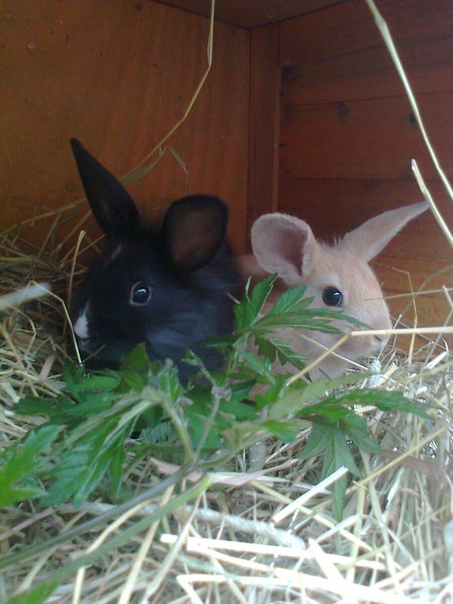 Kanin Isabella - Isabella og Perle hygger :) billede 12