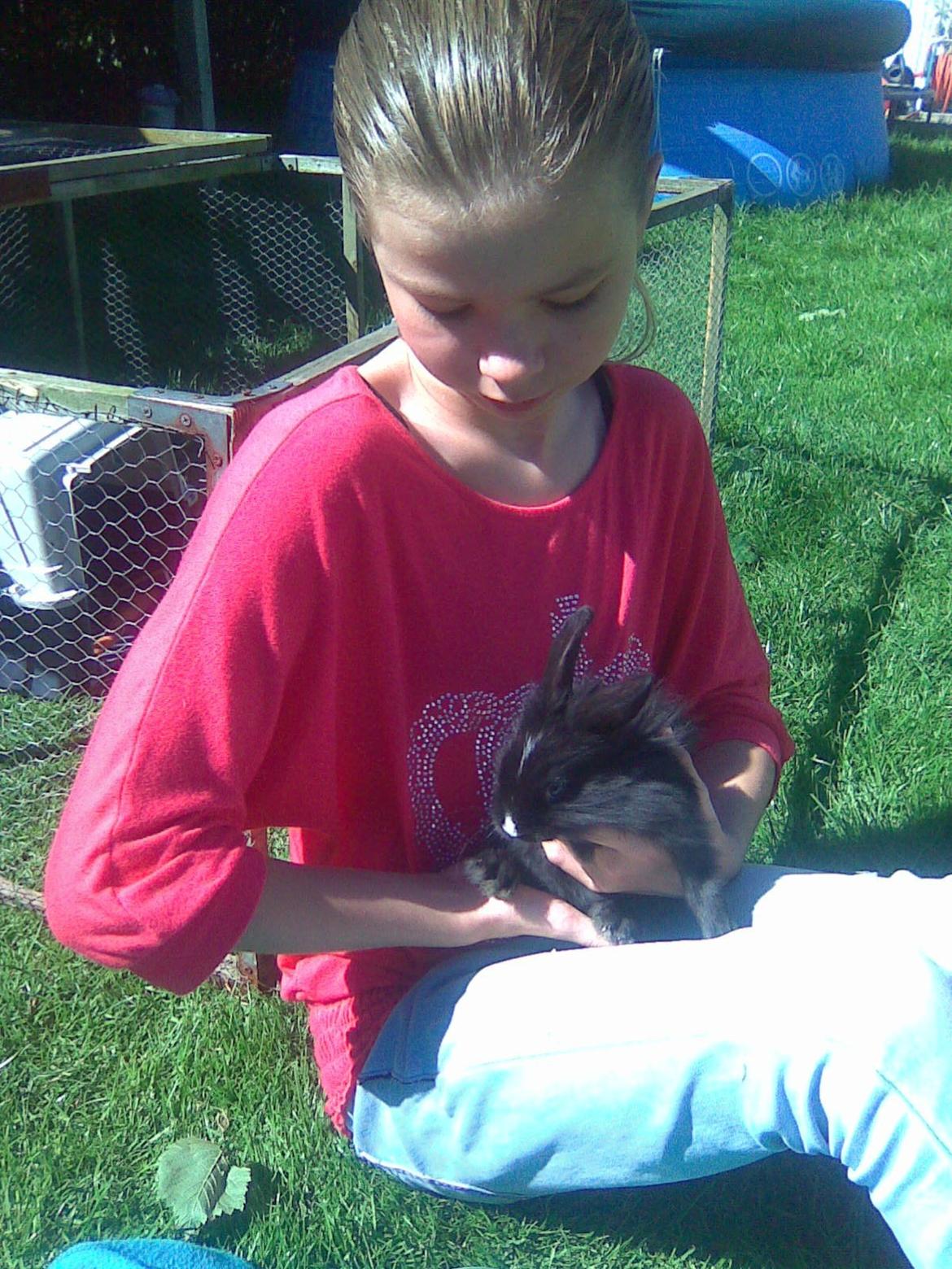 Kanin Isabella billede 13