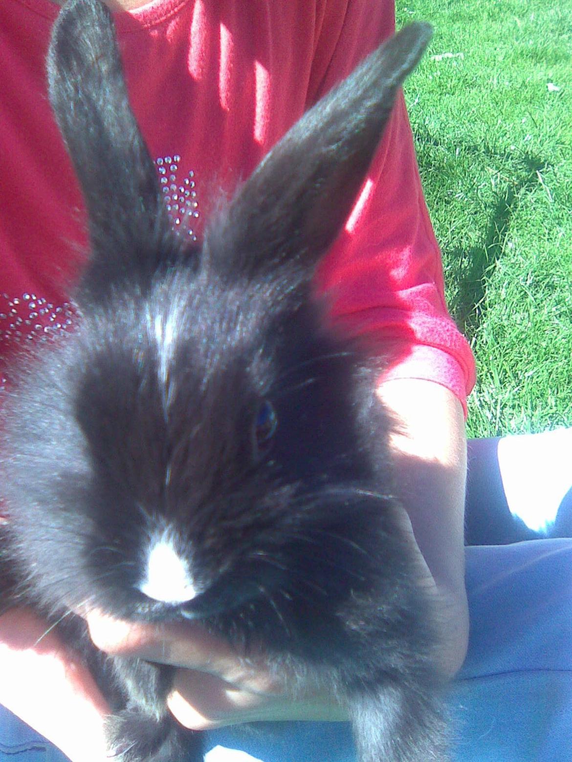 Kanin Isabella billede 1