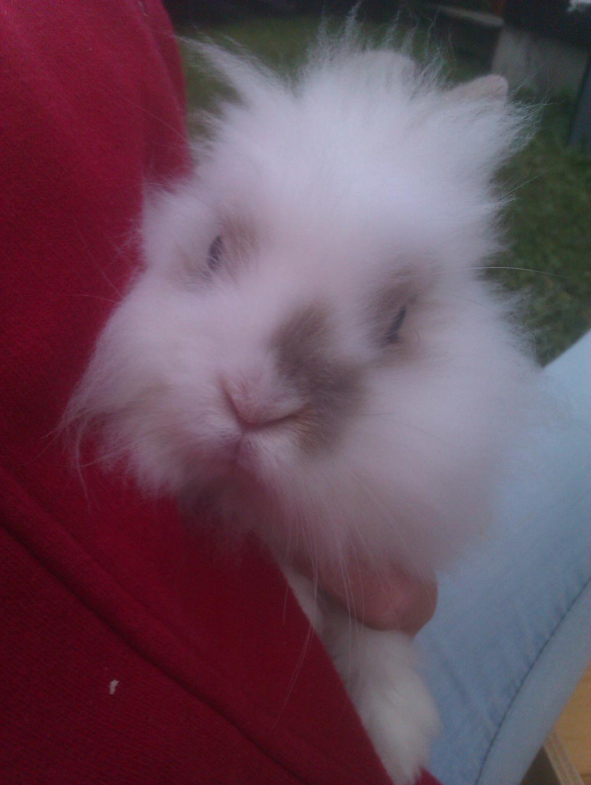 Kanin Unik`s Manhatten billede 10