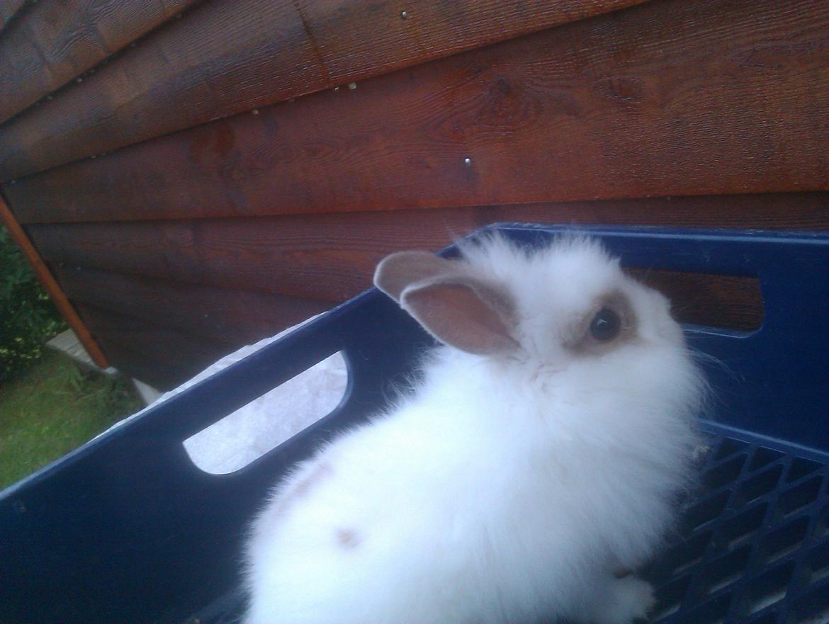 Kanin Unik`s Manhatten billede 11