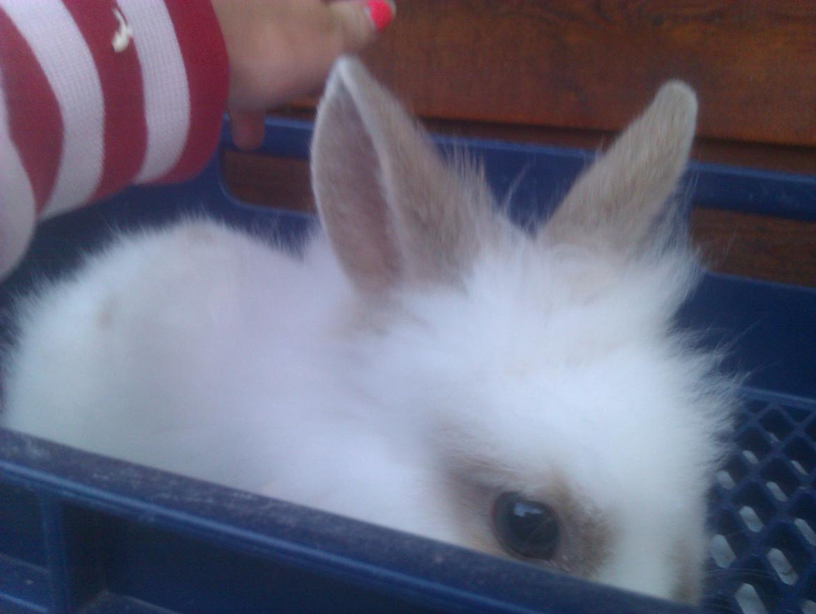 Kanin Unik`s Manhatten billede 12