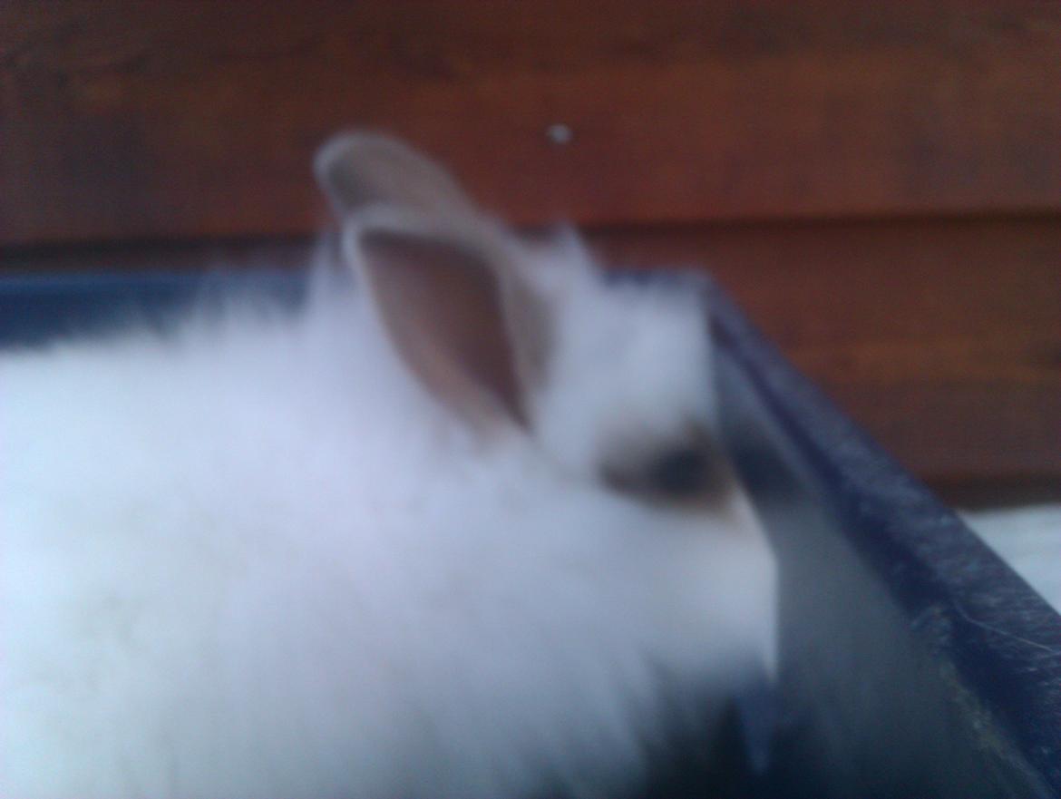 Kanin Unik`s Manhatten billede 13