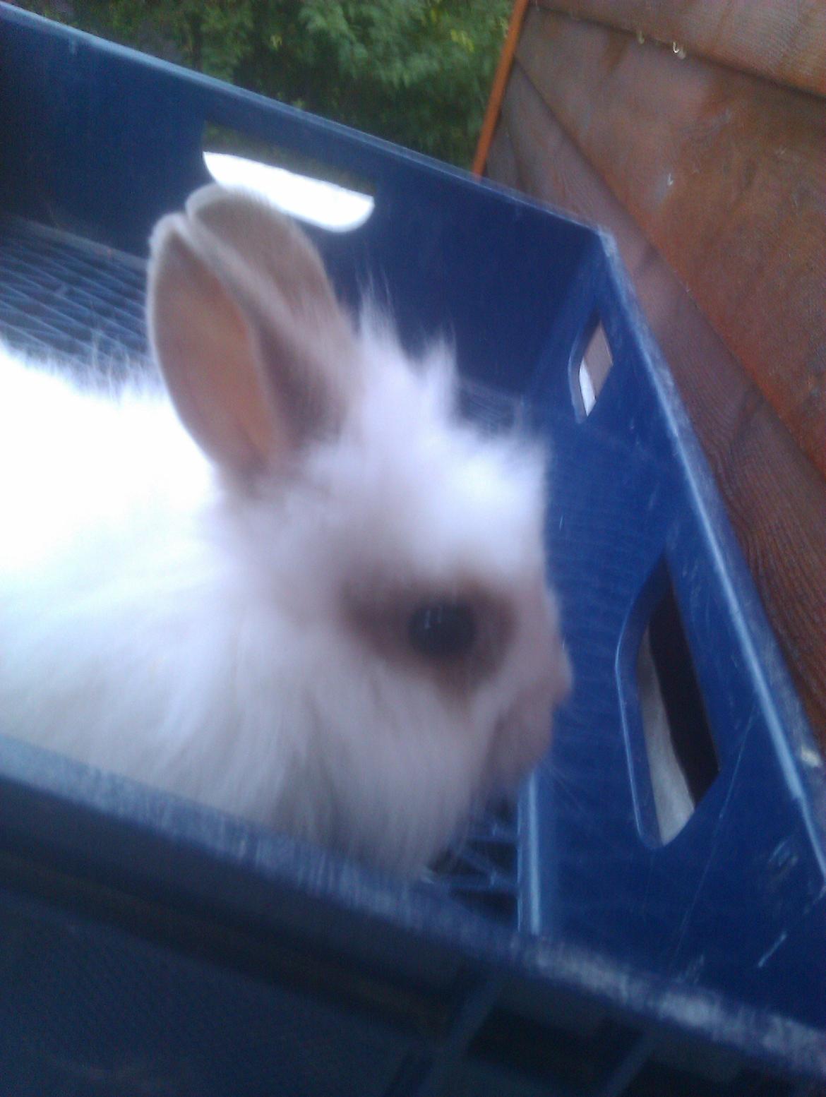 Kanin Unik`s Manhatten billede 14