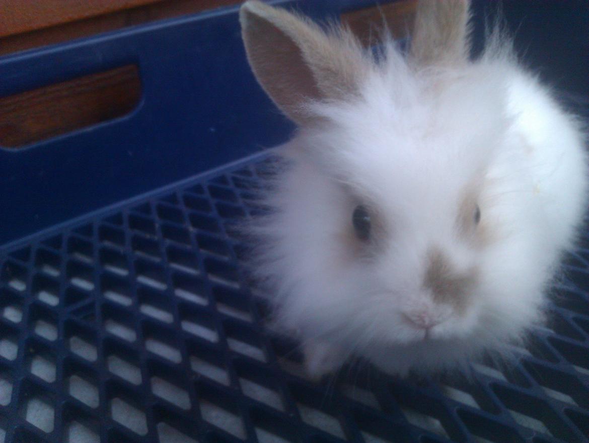 Kanin Unik`s Manhatten billede 15