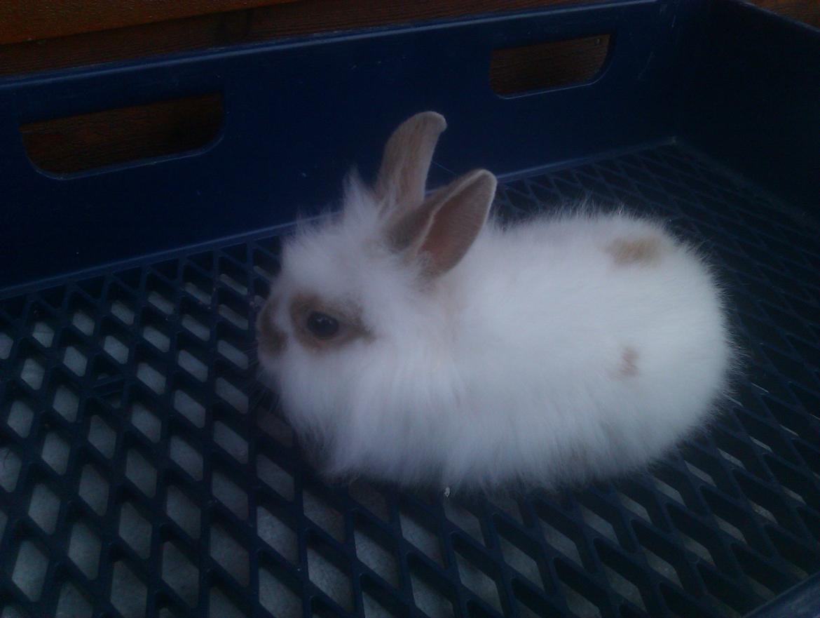 Kanin Unik`s Manhatten billede 16