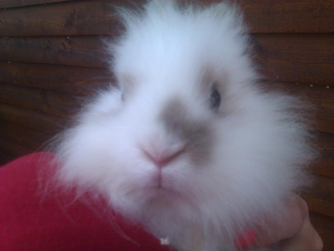 Kanin Unik`s Manhatten billede 17