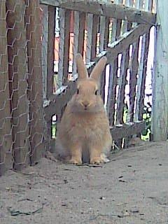 Kanin Perle billede 3