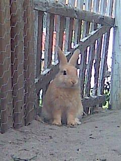 Kanin Perle billede 4