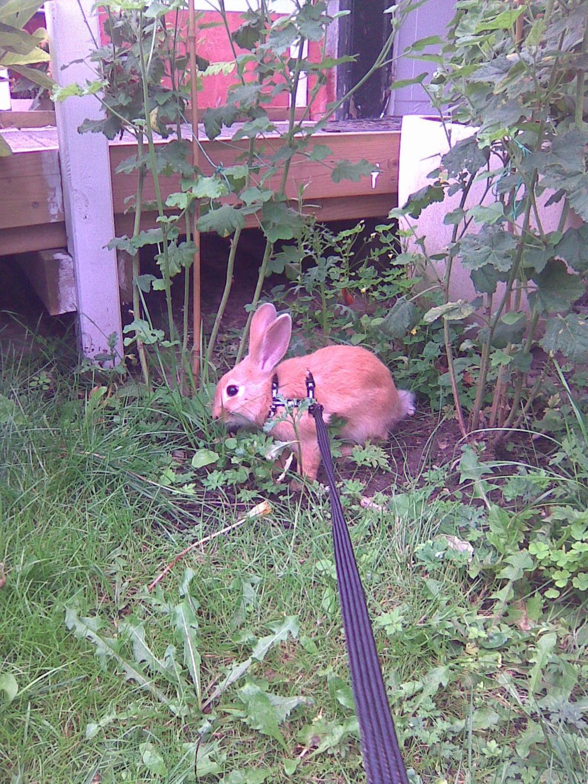 Kanin Perle billede 5